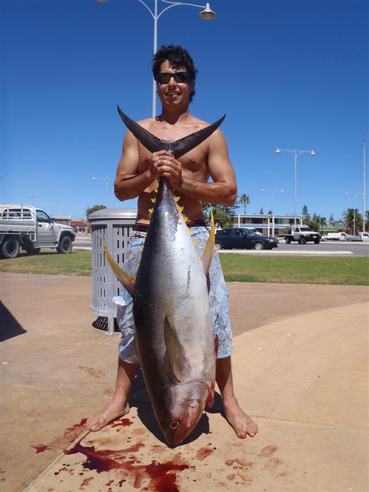 Monster Yellow Fin Toona caught off Geraldton... Fishing